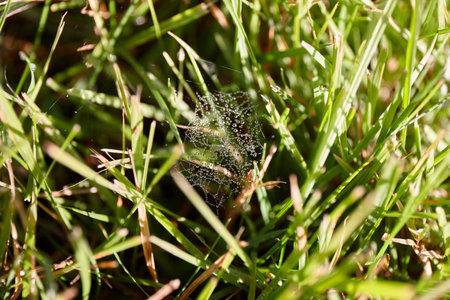 A delicate spider web is intricately woven among blades of grass. Morning dewdrops clinging to the web, sparkling under soft sunlight in a serene natural settingの写真素材