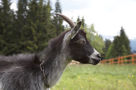 A black and white goat with curved horns is captured in profile against a backdrop of lush greenery and distant trees on an overcast day. The animal appears calm and sereneの写真素材