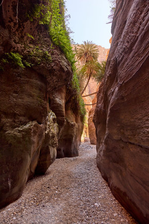 Scenic narrow passage in Wadi Ghuweir canyon with palm trees and green vegetation. Natural desert...
