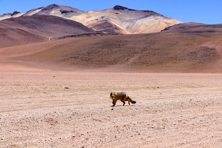 A solitary fox walks through the arid terrain of Avaroa National Park in Bolivia, surrounded by majestic mountains and a vast desert, showing the unique biodiversity of the region.の写真素材