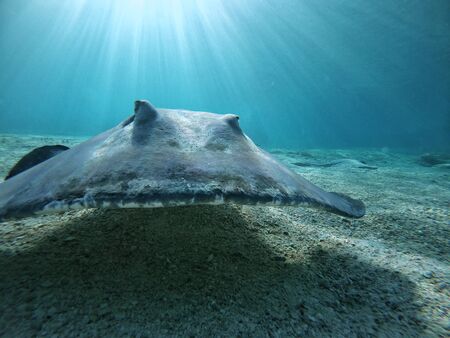 Beautiful stingray posing calm front shot in crystal clear water, blue backgroundの写真素材