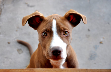 Beautiful baby dog ?? pitbull brown color with natural lighting