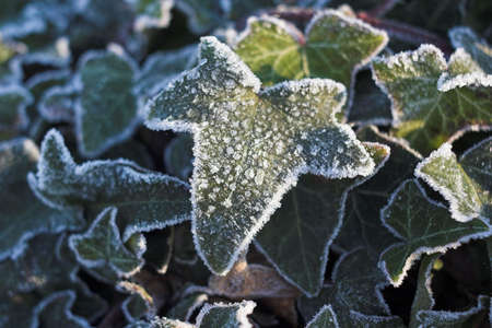 Frozen leaveの写真素材