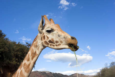 Giraffeの写真素材