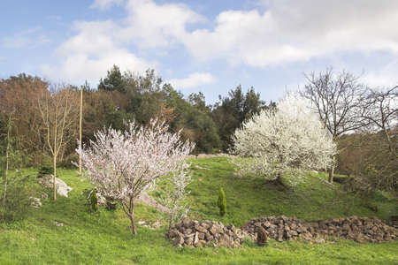 Spring I