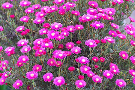 purple wild flowersの写真素材