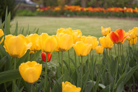 tulips gardenの写真素材
