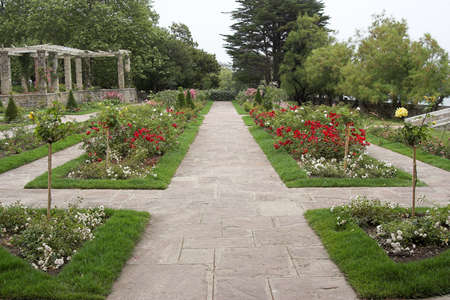 roses gardenの写真素材