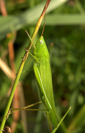 grasshopper
