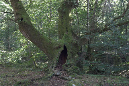 old treeの写真素材