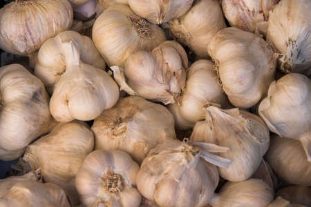 garlicの写真素材