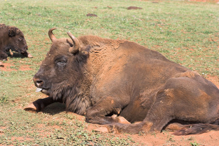 buffalo