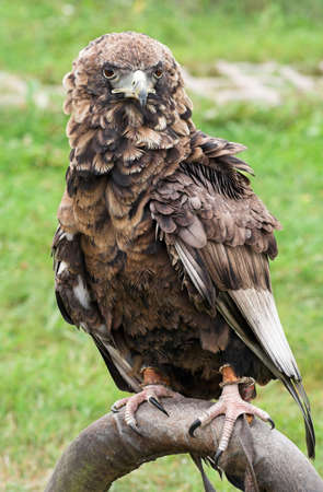 young bateleurの写真素材