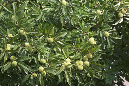 chestnut treeの写真素材