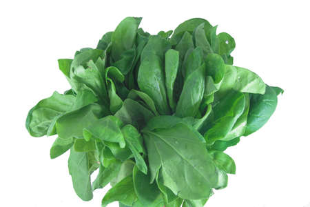 spinach bouquetの写真素材