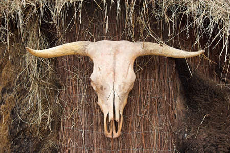 animal skullの写真素材