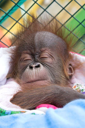  orangutan, reproduction program in the zoo of Santillana del Mar, Spainの写真素材