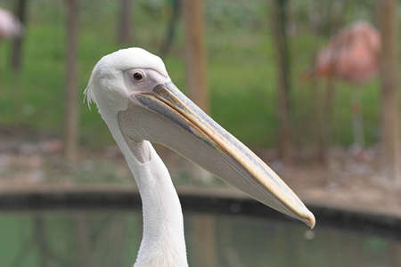 pelican headの写真素材