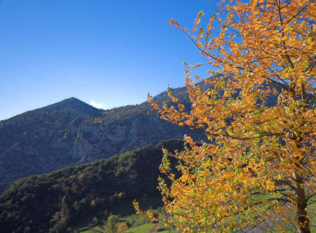 chestnut tree with autumn colours ,  Cantabria, Spainの写真素材