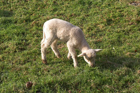 little lamb eating grassの写真素材