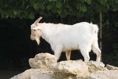 goat over stonesの写真素材