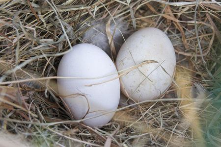 hen eggs in nestの写真素材