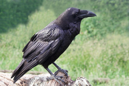 closeup of a raven with green background