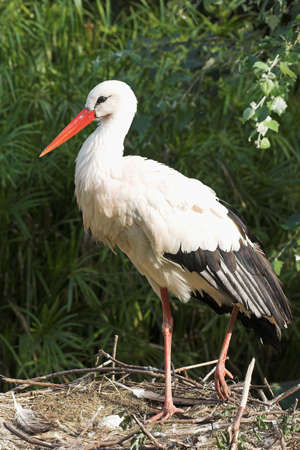 white stork standing on the nest の写真素材