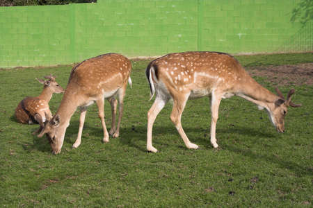 deers grazing at the zooの写真素材
