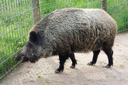 wild boar in the zooの写真素材