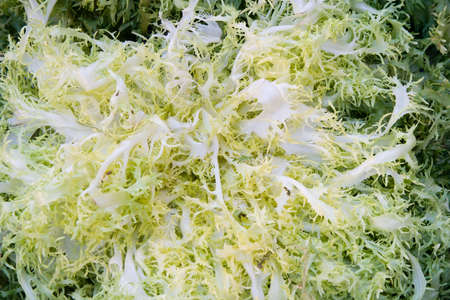 macro of fresh endiveの写真素材