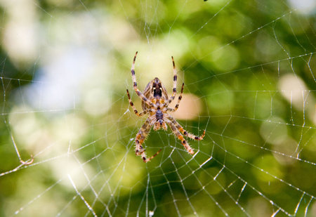 spider and netの写真素材