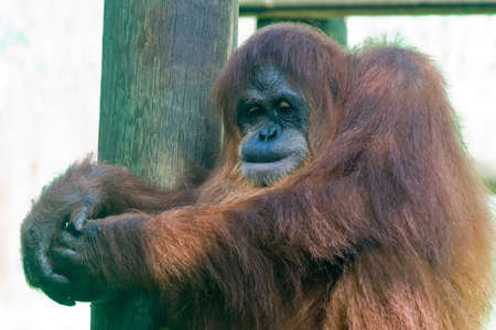 orangutan at the zooの写真素材