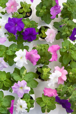 colorful petunia flowers seedbedの写真素材