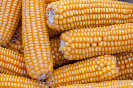Corn close up, macro