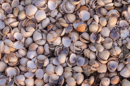 A view of a lot of empty shells