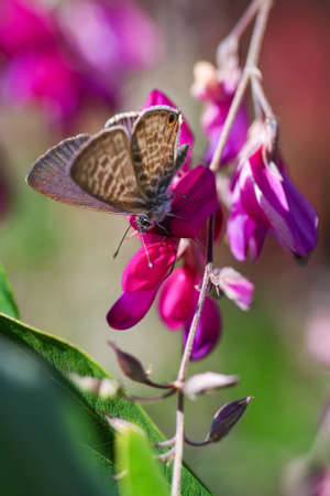 Nature, insects, plants, flowers, animals and landscapes. Colorful and highly detailedの写真素材