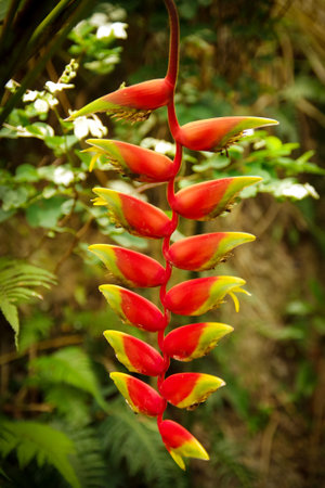 Nature, insects, plants, flowers, animals and landscapes. Colorful and highly detailed