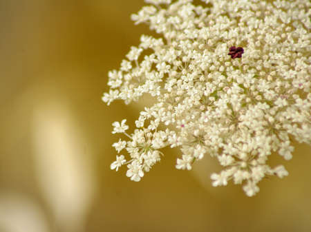 Nature, insects, plants, flowers, animals and landscapes. Colorful and highly detailedの写真素材