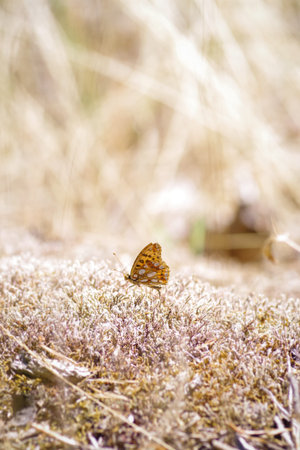 Nature, insects, plants, flowers, animals and landscapes. Colorful and highly detailed