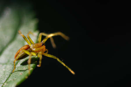 Nature, insects, plants, flowers, animals and landscapes. Colorful and highly detailedの写真素材