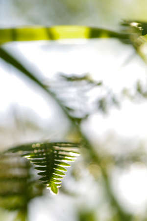 Nature, insects, plants, flowers, animals and landscapes. Colorful and highly detailedの写真素材