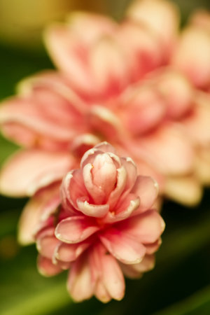 Nature, insects, plants, flowers, animals and landscapes. Colorful and highly detailed