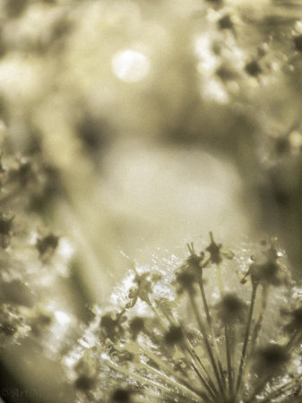 Nature, insects, plants, flowers, animals and landscapes. Colorful and highly detailedの写真素材