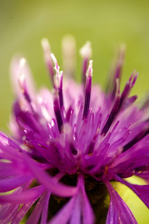 Nature, insects, plants, flowers, animals and landscapes. Colorful and highly detailedの写真素材