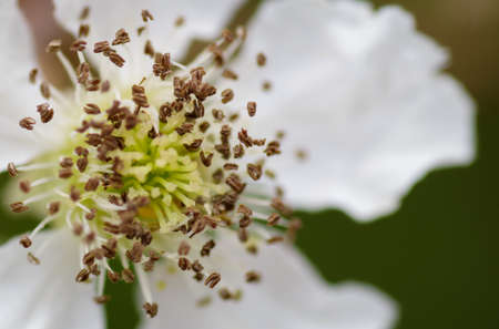 Nature, insects, plants, flowers, animals and landscapes. Colorful and highly detailedの写真素材