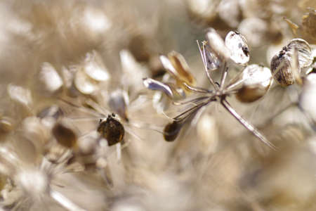 Nature, insects, plants, flowers, animals and landscapes. Colorful and highly detailedの写真素材