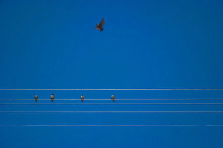 birds sitting on a power line and one flying bird on a blue skyの写真素材