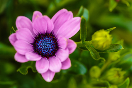 pink african daisy with green leaves with a blurred backgroundの写真素材