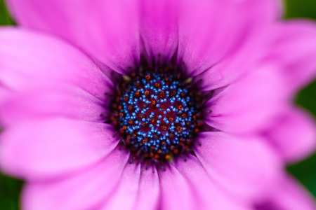 pink african daisy with green leaves with a blurred backgroundの写真素材